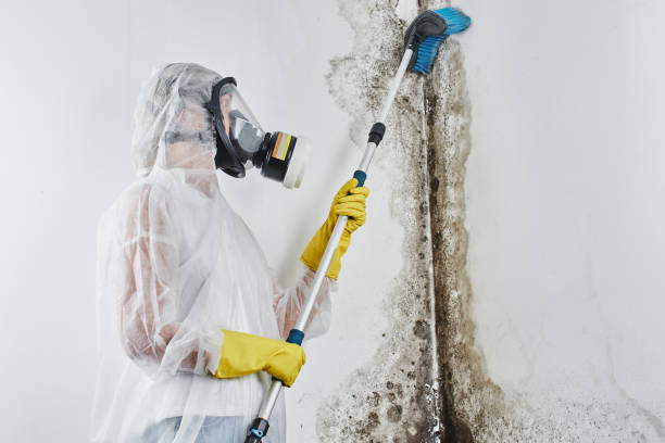 Walhalla, SC Mold Remediation Company