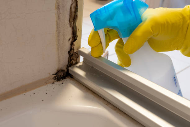 Best Industrial Mold Remediation in Walhalla, SC