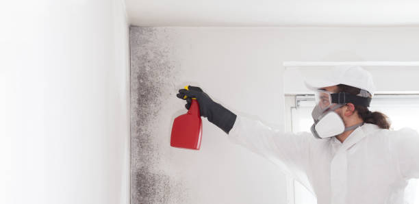 Best Health and Safety Mold Remediation in Walhalla, SC