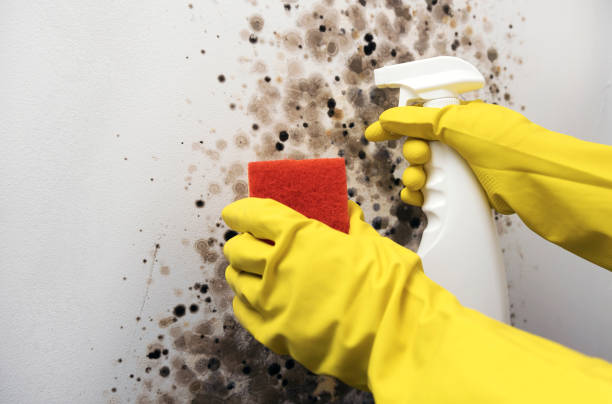 Best DIY Mold Remediation Support Services in Walhalla, SC
