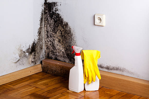 Best HVAC Mold Remediation in Walhalla, SC